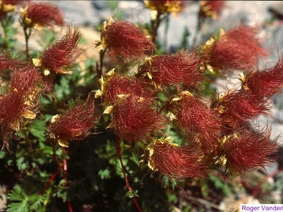 Fleurs de tous horizons