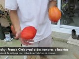 Brouchy: Franck Christovad a récolté des tomates épatantes
