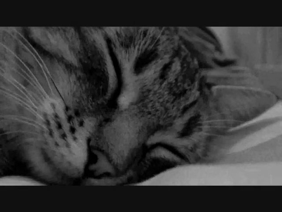 Une vie de chat .