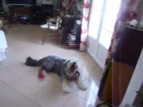 mon chien, Virgile jou à la balle