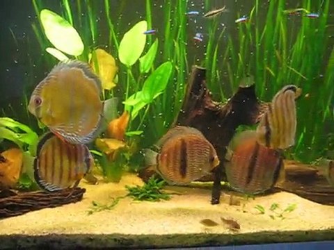 mes discus sauvages
