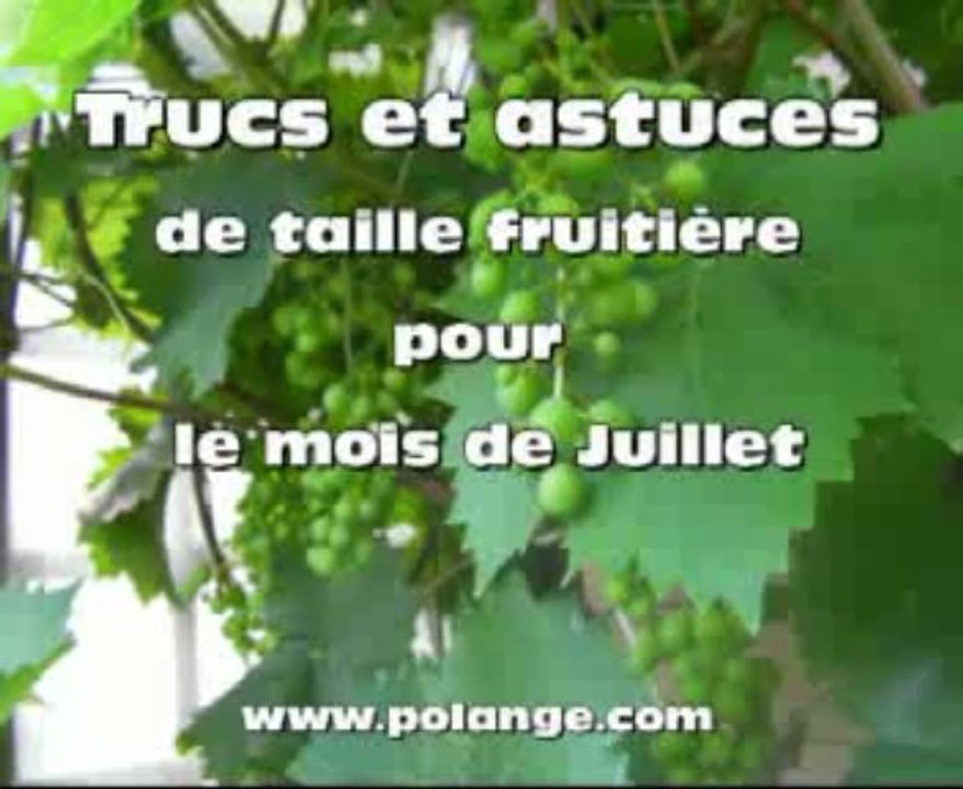 taille juillet 2-14-07-2010