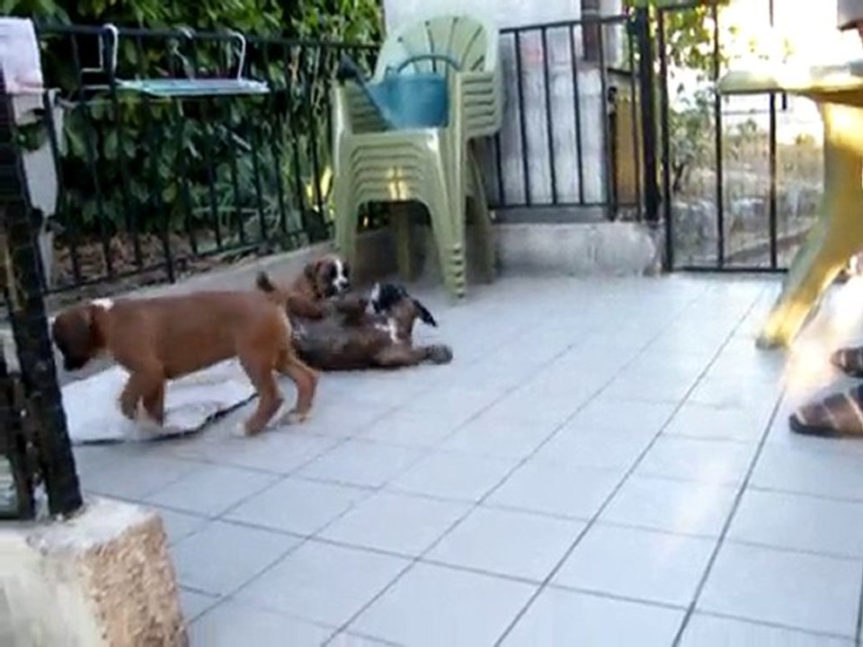 Chiots de Calypso 5