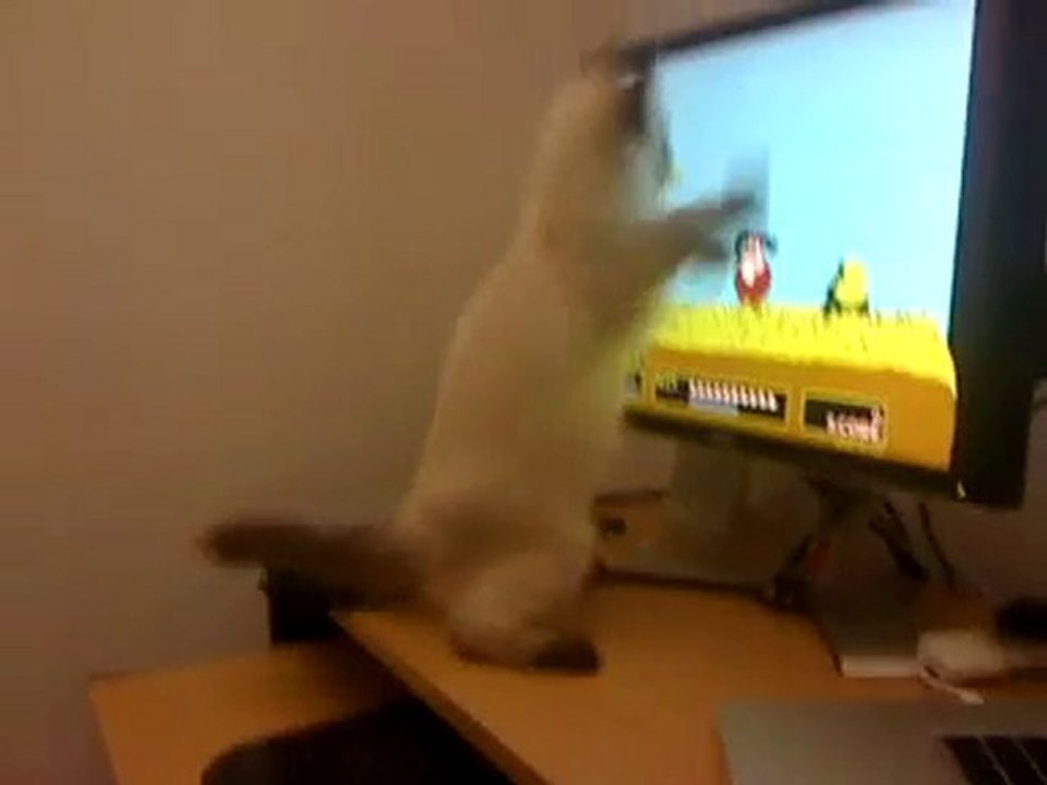 Un chaton joue au jeu vidéo