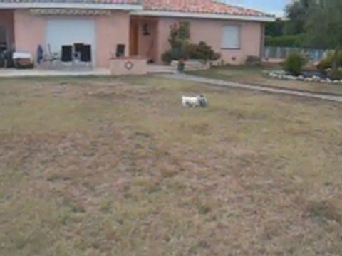 JACK RUSSEL JOUE AU FOOT LEGUEVIN
