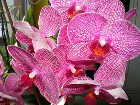 W CIENIU RAJSKIEGO DRZEWA