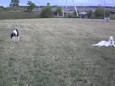 Kirov le barzoï kangourou !