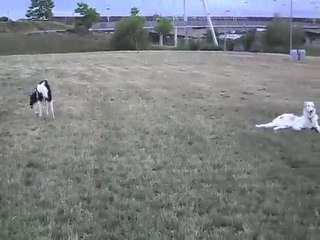 Kirov le barzoï kangourou !