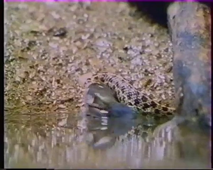 Les inventions de la vie 16 : Avec presque rien et de l'eau 2