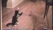 Funny Cats
