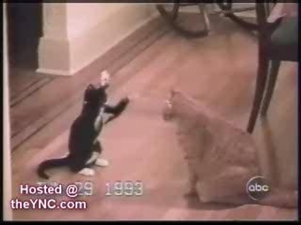 Funny Cats