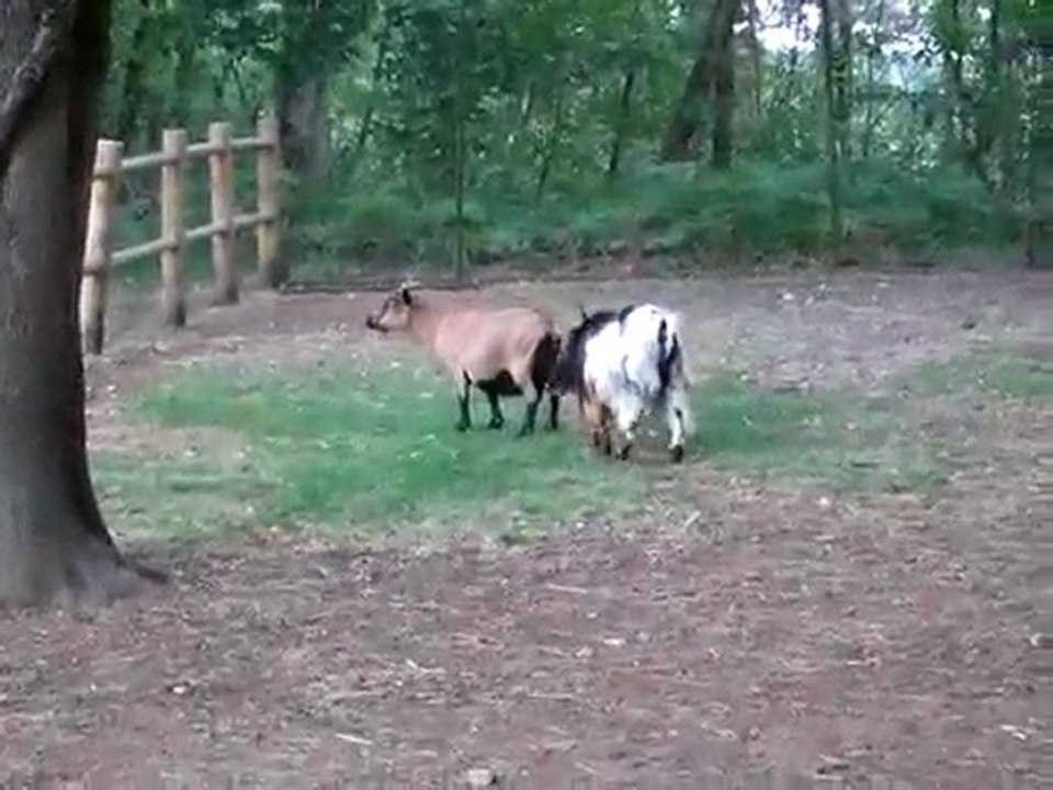 Bouquetins au "Thot"