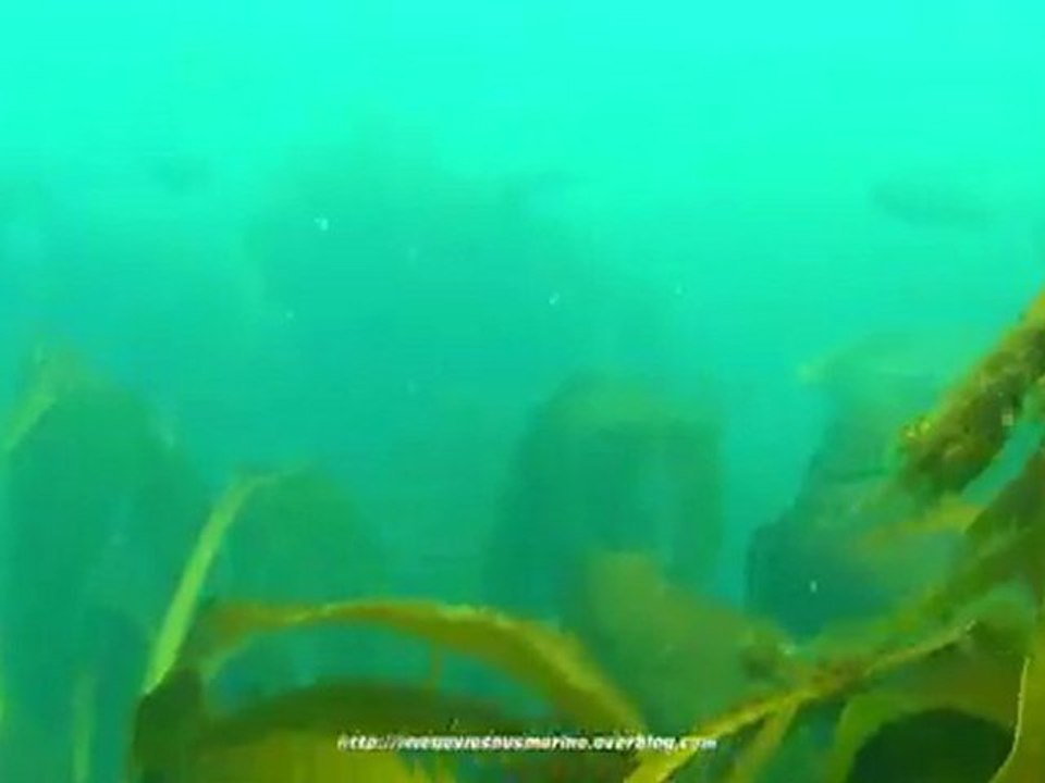rockfishing2