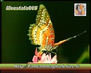 Warda : Nadet Alik " Ta3ala Allah "