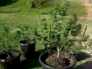 Super Cropping Cannabis #7