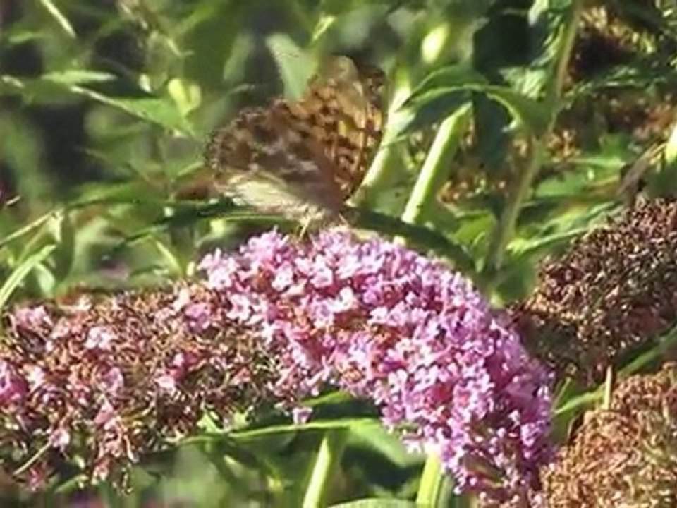 Les Papillons