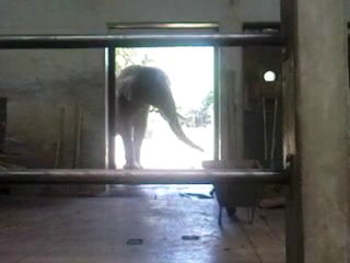 maya l elephante de bale me dit coucou ..porte