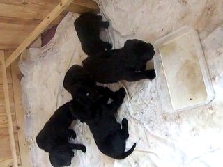 1ere bouillie des empereur 2010