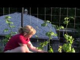 August 28/10 Senga's Vlog - How to Harvest Cucumbers