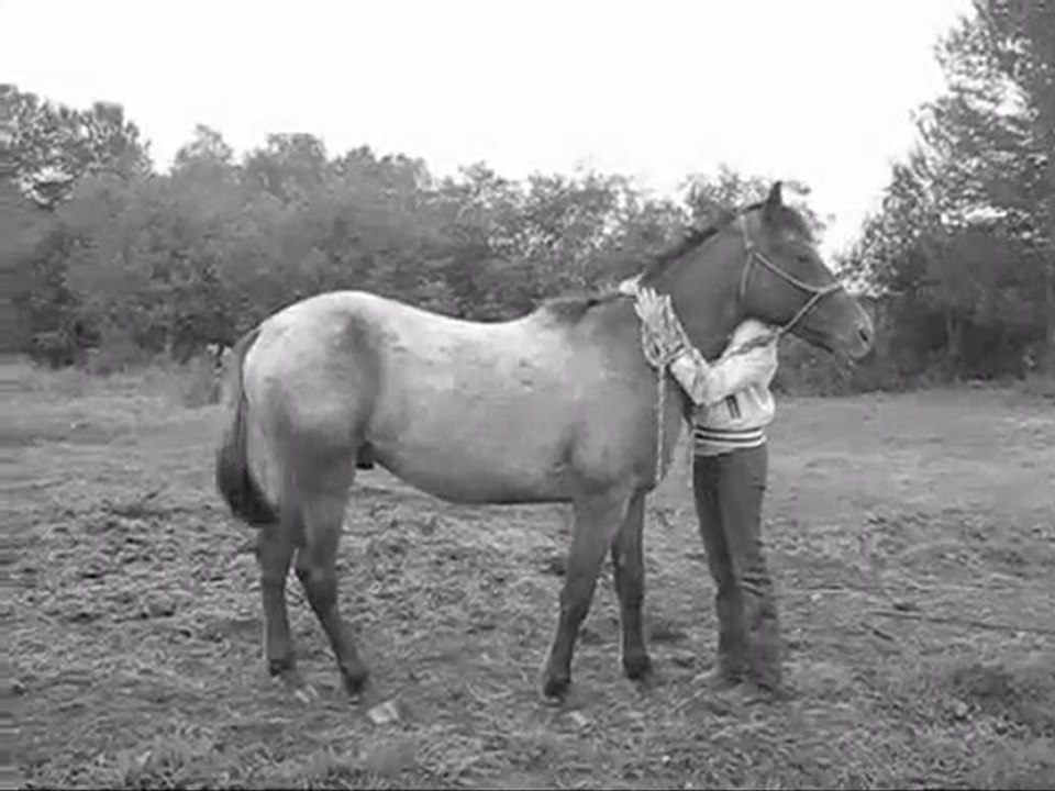 Montage vidéo de mon poulain