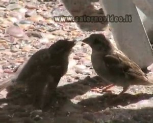 Un amore di...uccellino