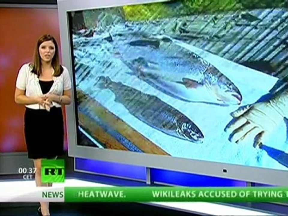 Super Size My Salmon ( A Salmon with eel DNA)
