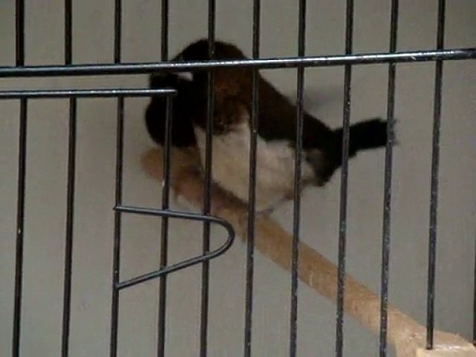 bengal kur