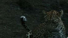 safari.tv diary - 27 August 2010