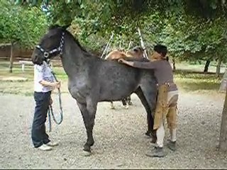 Norion avec l'ostéo