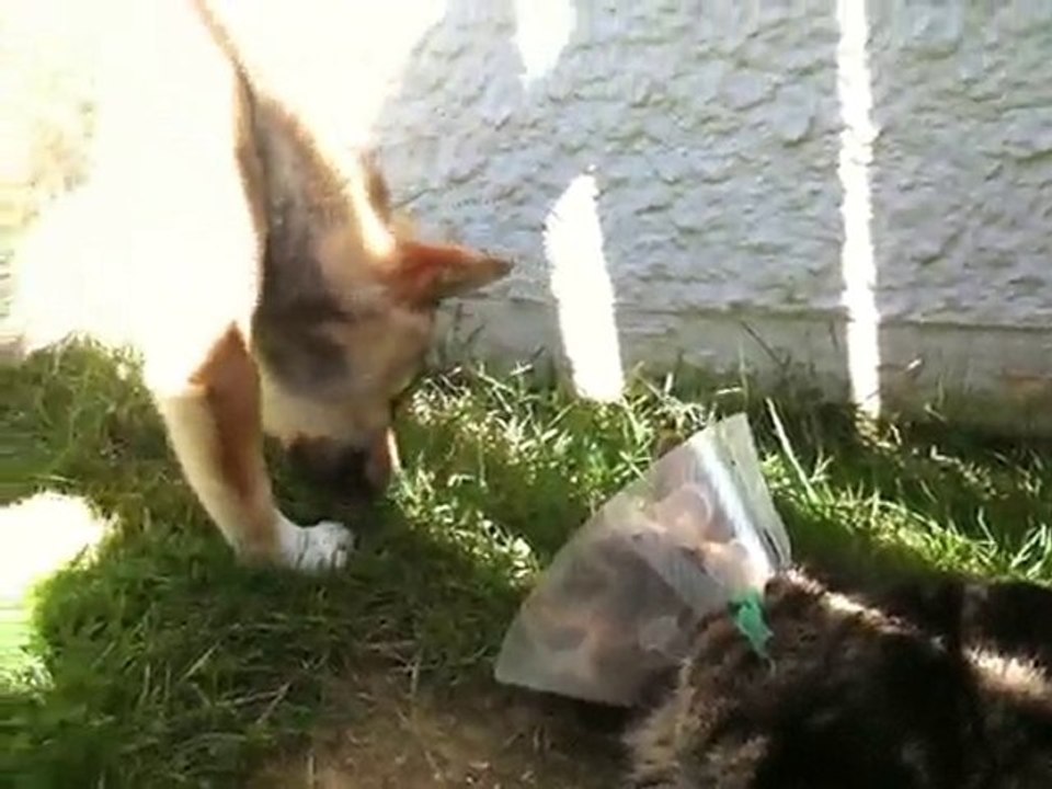 nala&eve2