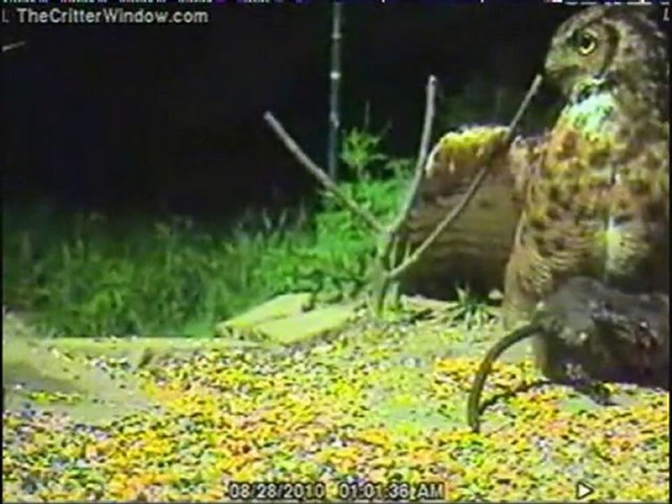 Owl catch a muscrat 2