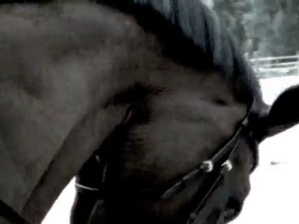 L'Ange ou le cheval?