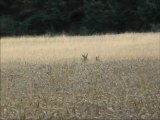 chevreuils en période de rut (2ème partie)