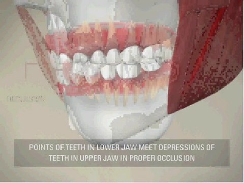 Shelby-MI-Dental-what-ideal-alignment-occlusion