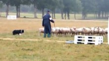 Continental Sheepdog Championship 2010 - Paul Wellemans 1/2