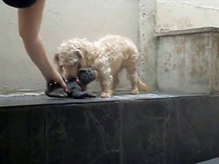 Pandora e Seu Filhote de Brinquedo