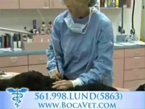 Delray Beach Veterinarian, Lund Animal Hospital, Animal Hos