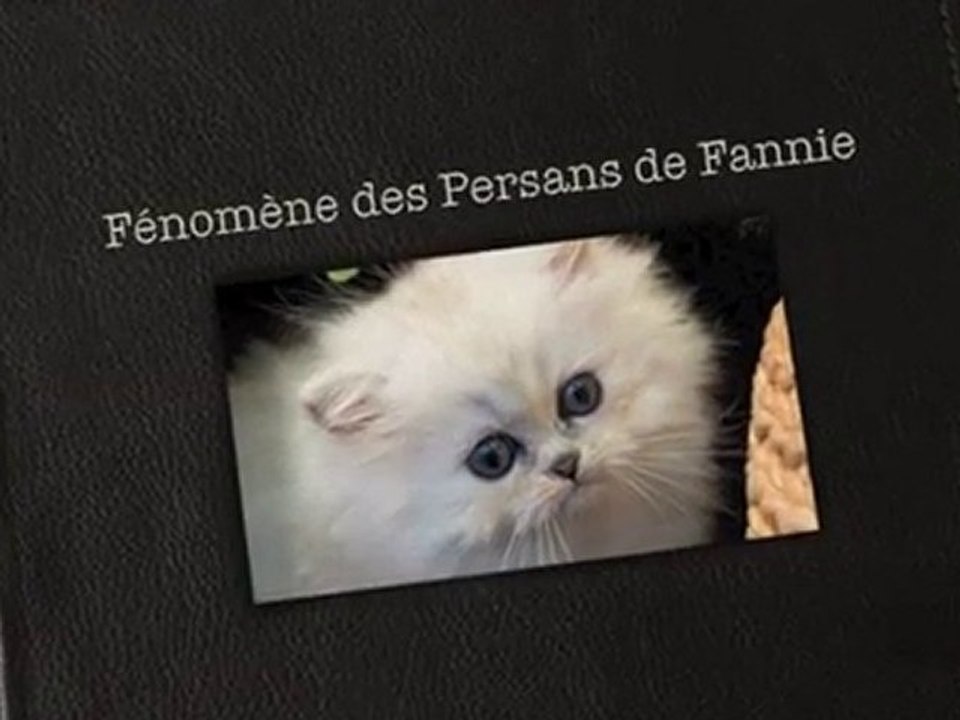 chaton Persan Silver-shaded- "Fénomène"