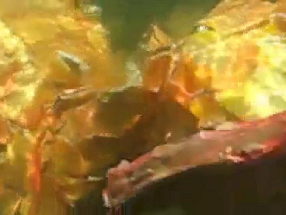 Season 1 Episode 1 {the water cycle}