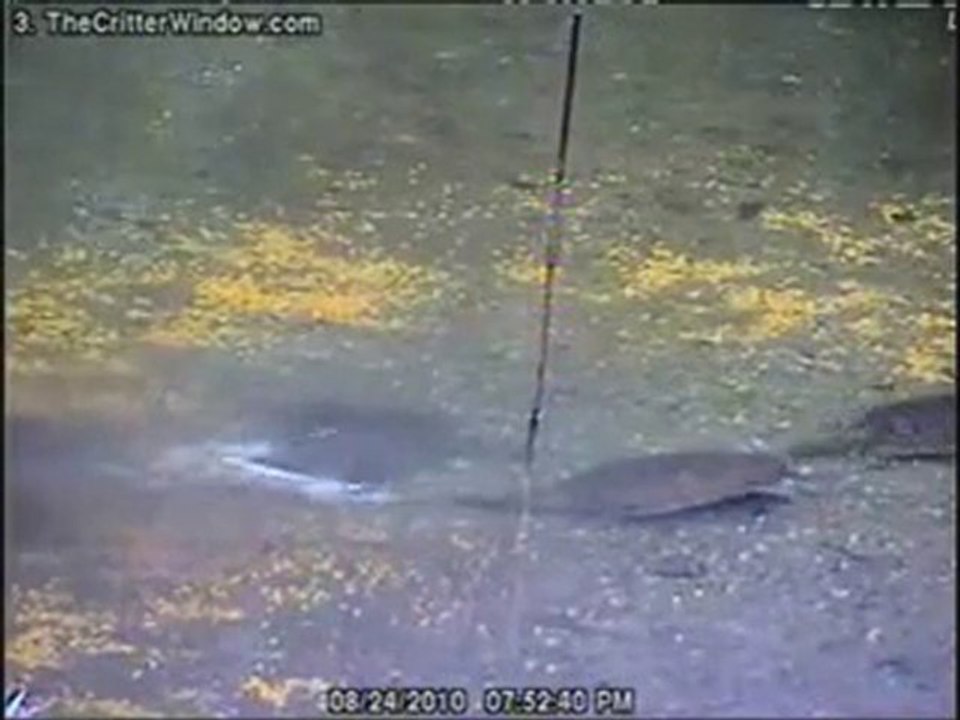 PREDATORS