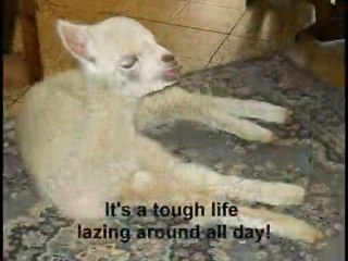 Pippin the hand reared alpaca