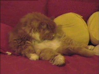 LE CHAT FAIT SA TOILETTE