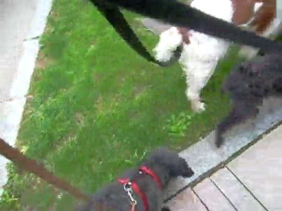 26 08 2010 Balade Ricky, Cerise et Pistou