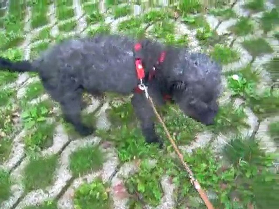 26 08 2010 009 Balade Ricky, Cerise et Pistou