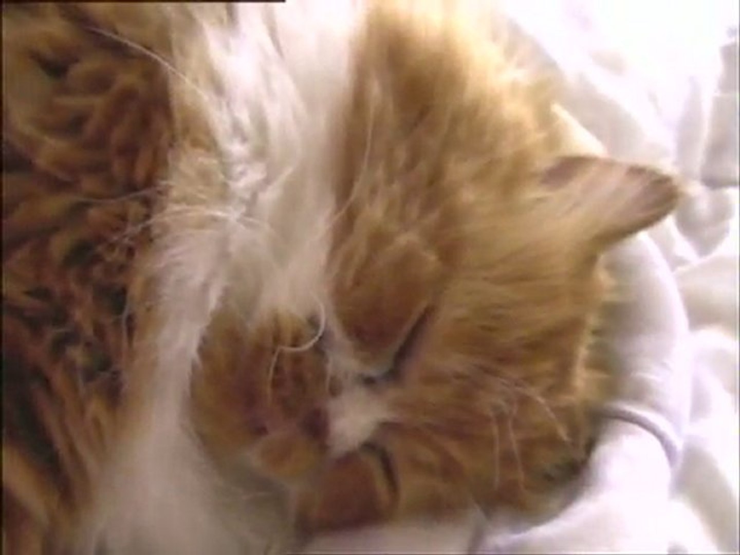 Le Chat Qui Ronfle Video Dailymotion