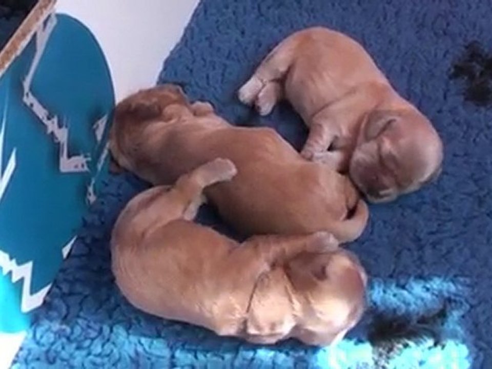 les autres dorment