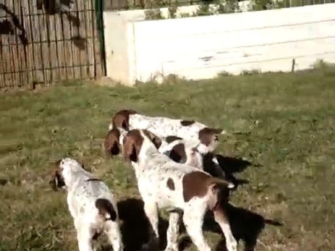 Chiots Braque français.Arrêts à 2 mois et demi