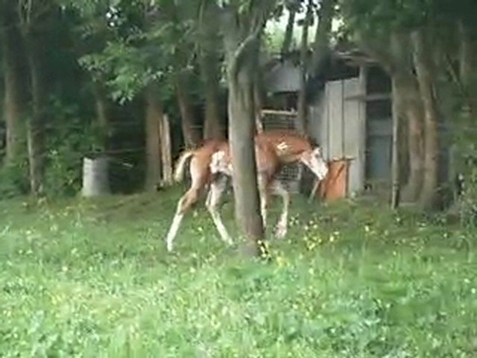 Superbe poulain paint horse à vendre