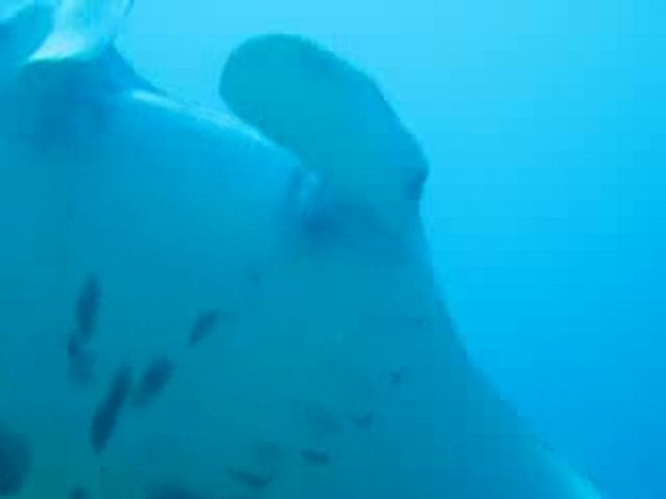 La MDHAPTeam meets Manta rays at Komodo...!!!!