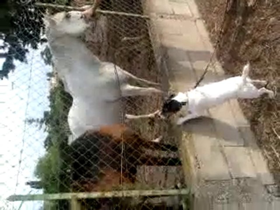 Vidéo0013